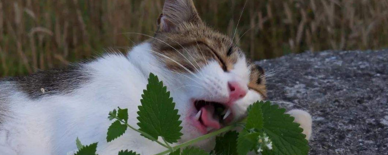 猫薄荷是什么东西