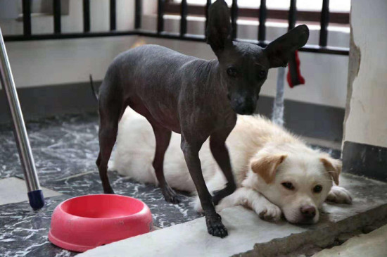 墨西哥无毛犬和印加无毛犬区别，二者体型差别较大
