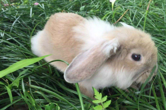 垂耳兔能长多大