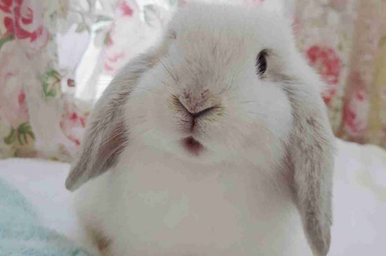 荷兰垂耳兔多少钱一只，价格大概在80-1000元