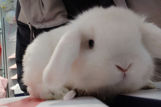 荷兰垂耳兔多少钱一只，价格大概在80-1000元