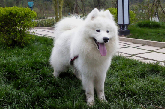 爱斯基摩犬价格多少钱一只，一般需要2000-8000元