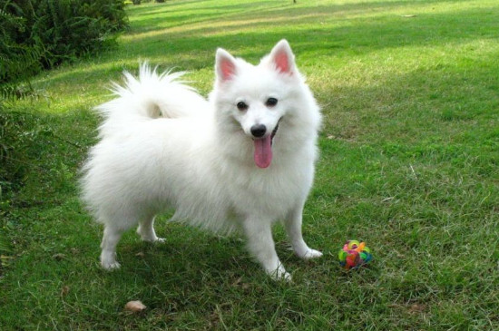 爱斯基摩犬价格多少钱一只，一般需要2000-8000元