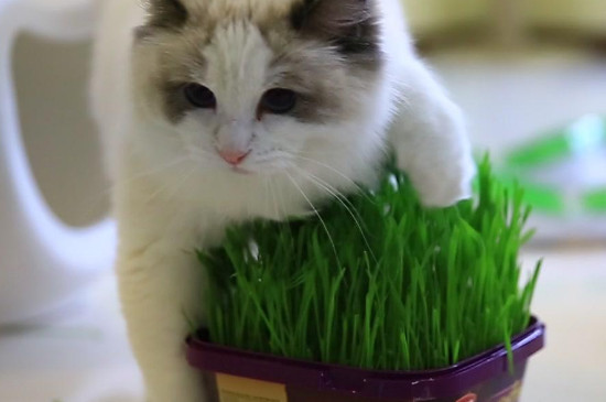 猫草多大可以吃，猫咪什么时候可以吃猫草