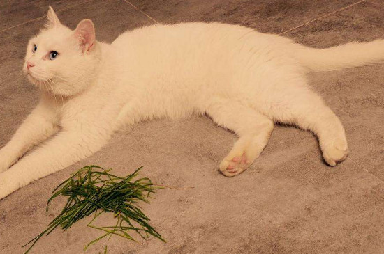 猫草多大可以吃，猫咪什么时候可以吃猫草