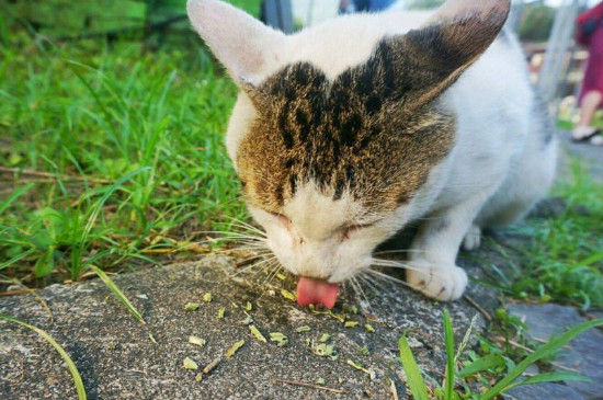 猫草怎么给猫咪吃