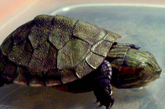 巴西红耳龟冬眠怎么养