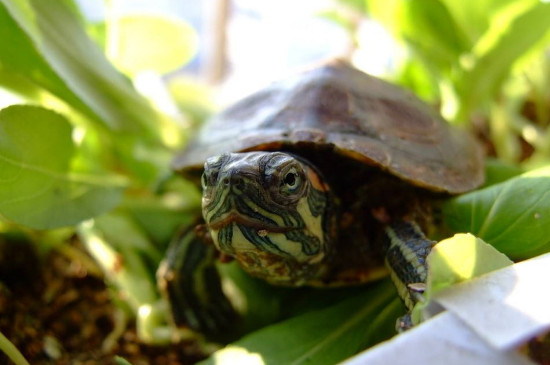 巴西红耳龟冬天怎么养