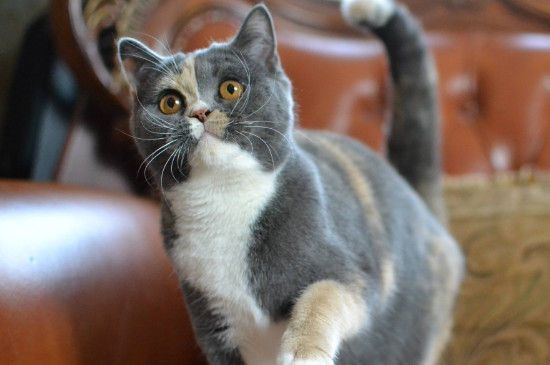 英短猫寿命一般多少年，英短猫能活多长时间