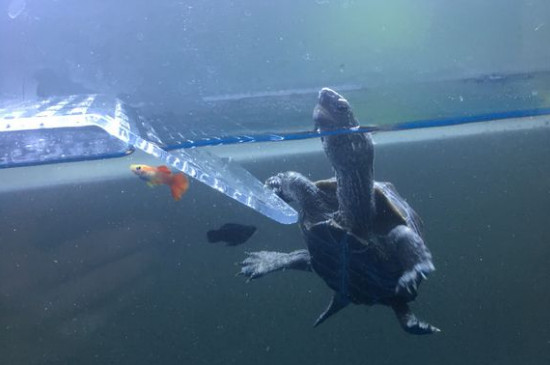 草龟可以深水养吗