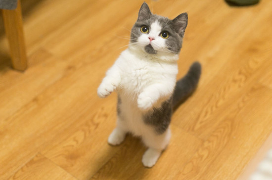 短腿猫是基因缺陷吗