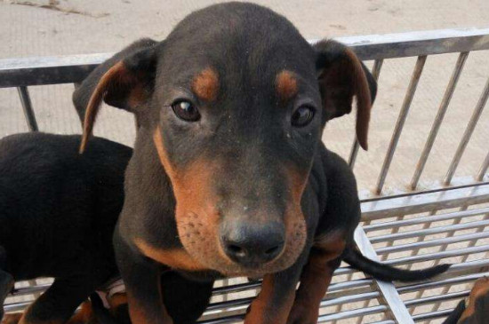 苏联红犬多少钱一只，幼犬价格一般在2000元左右