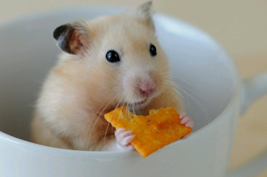 小仓鼠吃什么食物