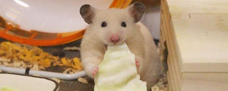 小仓鼠吃什么食物