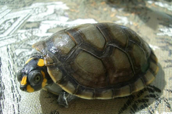 黄头侧颈龟冬天怎么养