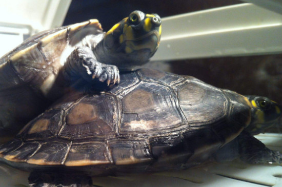 黄头侧颈龟能长多大