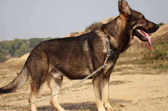昆明狼犬和狼青的区别有哪些，昆明犬和狼青犬对比