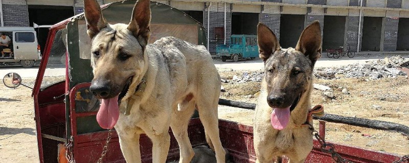 昆明狼犬和狼青的区别有哪些，昆明犬和狼青犬对比