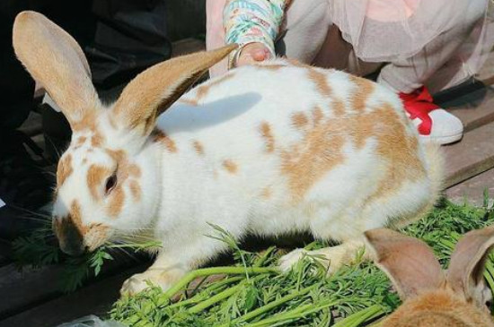 兔子吃什么菜