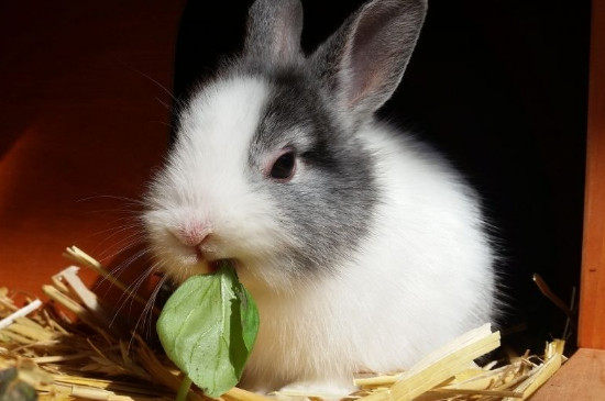 兔子吃什么菜