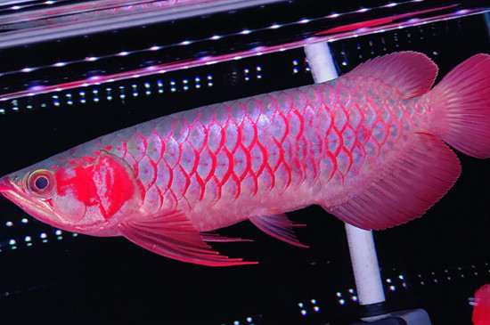 马来西亚红龙鱼能红吗