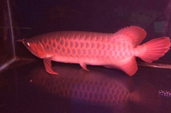 马来西亚红龙鱼能红吗