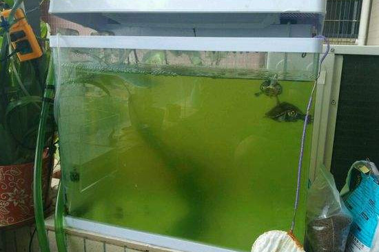 鱼缸内壁有绿色的东西是什么