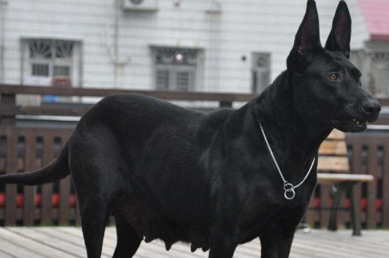 黑狼犬能长多大多重