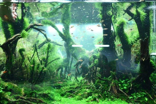 鱼缸绿藻和绿苔的区别