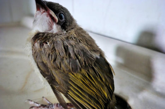 鸟受伤了怎么救它的，受伤的鸟怎么救治