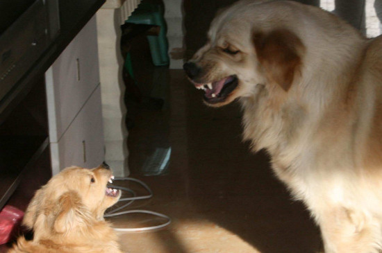 两只狗打架和玩的区分，两只狗狗互相咬是玩吗