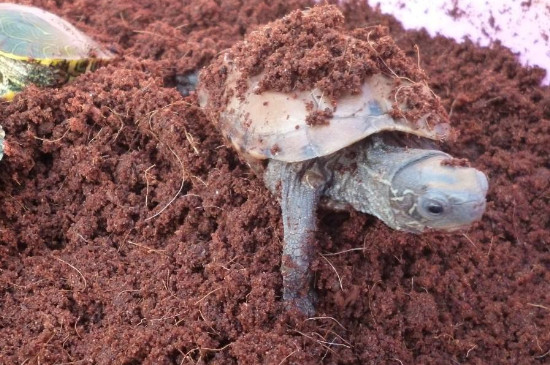 乌龟冬眠用椰土要注意什么