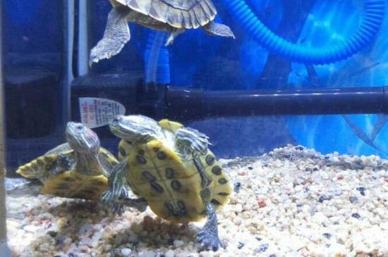 乌龟和金鱼可以在一个鱼缸里吗