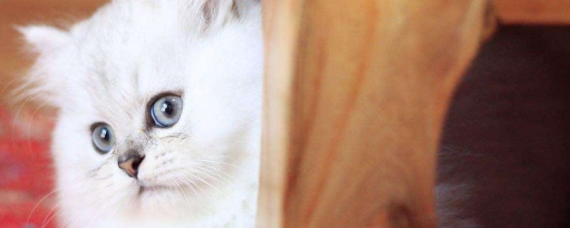 银白猫是什么品种