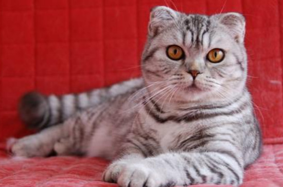 银白猫是什么品种