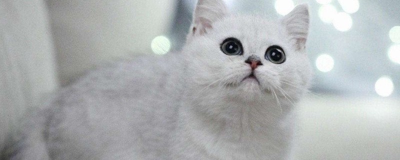银点猫眼睛变色过程