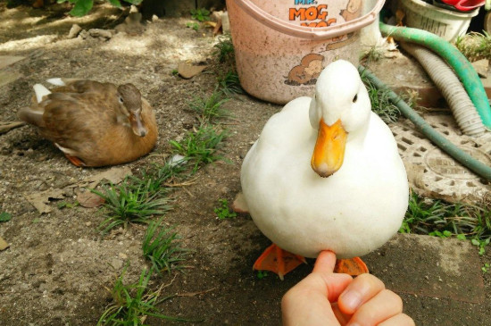 鸭子吃什么蔬菜长得快