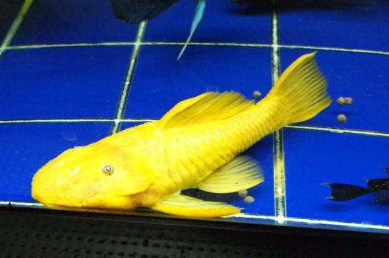 黄金鱼是什么鱼