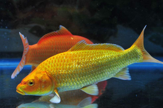 黄金鱼是什么鱼