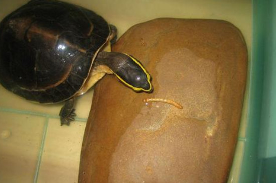 安布闭壳龟怎么养