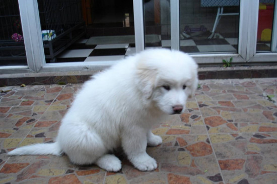 白熊犬几个月能长成成犬