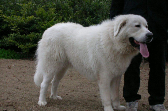 白熊犬几个月能长成成犬