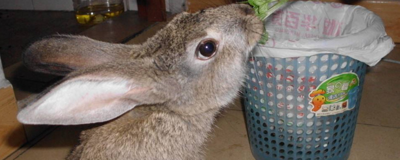 母兔一年生多少窝兔子