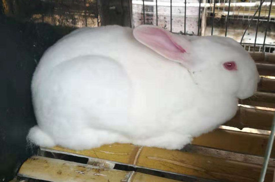母兔一年生多少窝兔子