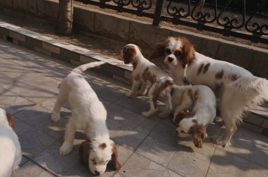 查理王小猎犬体味大吗