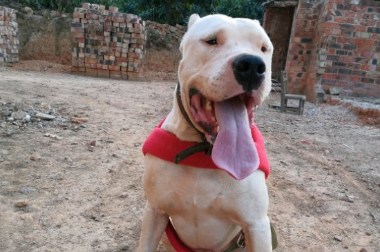 阿根廷杜高犬多少钱一只，价格一般在2000-11000元之间
