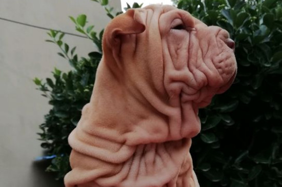 沙皮犬价格多少钱一只，正宗沙皮狗至少需要1500-2000元