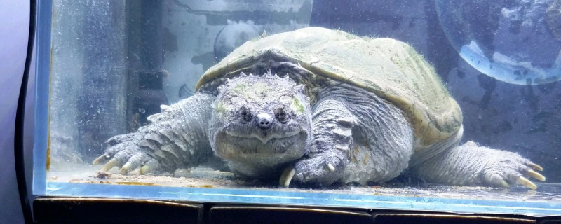 佛鳄龟怎么冬眠