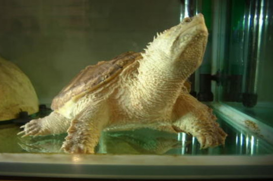 佛鳄龟可以深水养吗