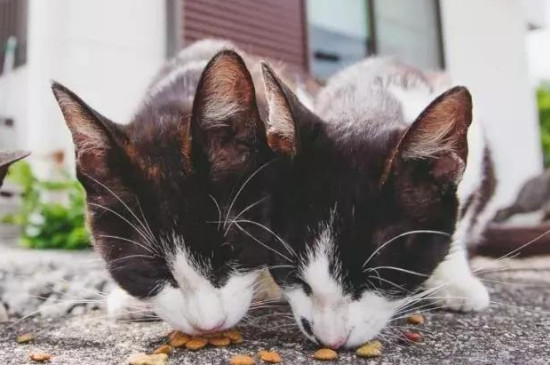 流浪猫一般死在哪里